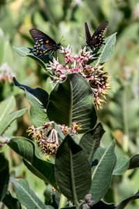 The reserve is home to more than 140 different wildlife species. Here, two pipevine swallowtails drink nectar from a milkweed plant.